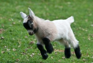 Cute Goat Plush Capra Animali a7796c561c033735a2eb6c: Beige|Blu