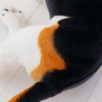 Beagle gigante di peluche per bambini, 30-90 cm, animale realistico di peluche, regalo, decorazione per la casa Animali di peluche cane a75a4f63997cee053ca7f1: 30cm|40cm|50cm|60cm|75cm|90cm