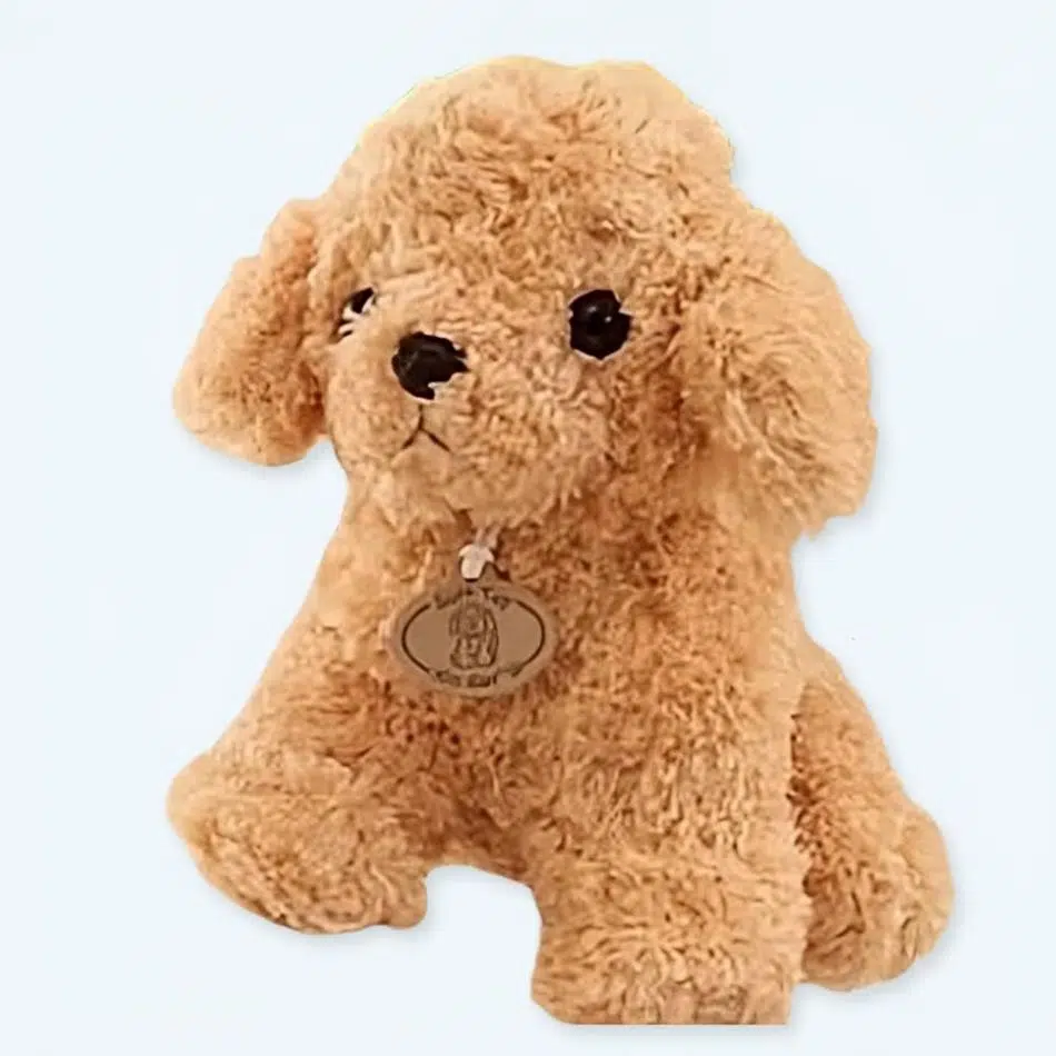 Tutto Quello Che C'è Da Sapere sul Barboncino Toy - Robinson Pet Blog Tutto Quello Che C'è Da Sapere sul Barboncino Toy - Robinson Pet Blog